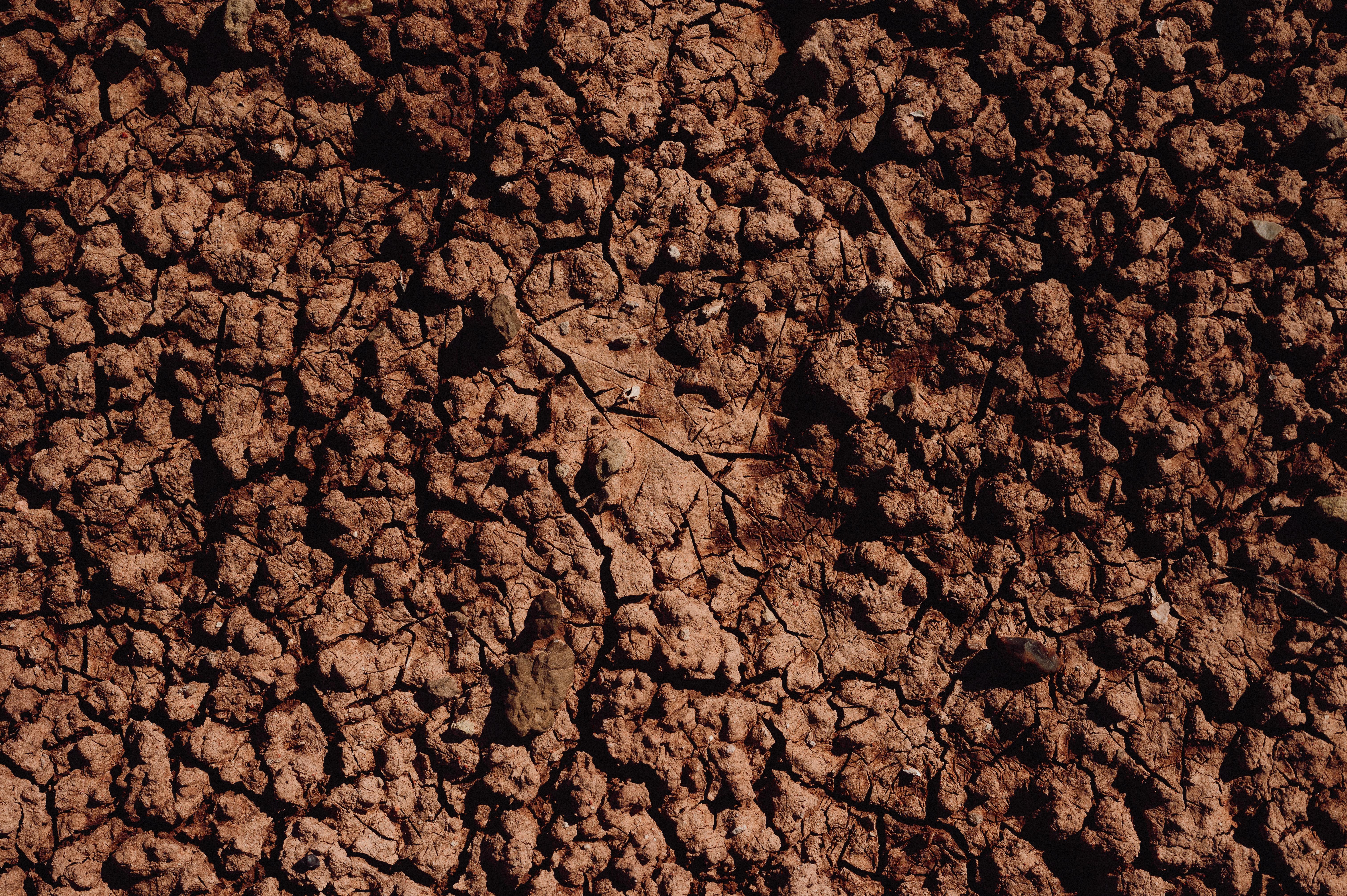 Ревень: польза и вред для организма