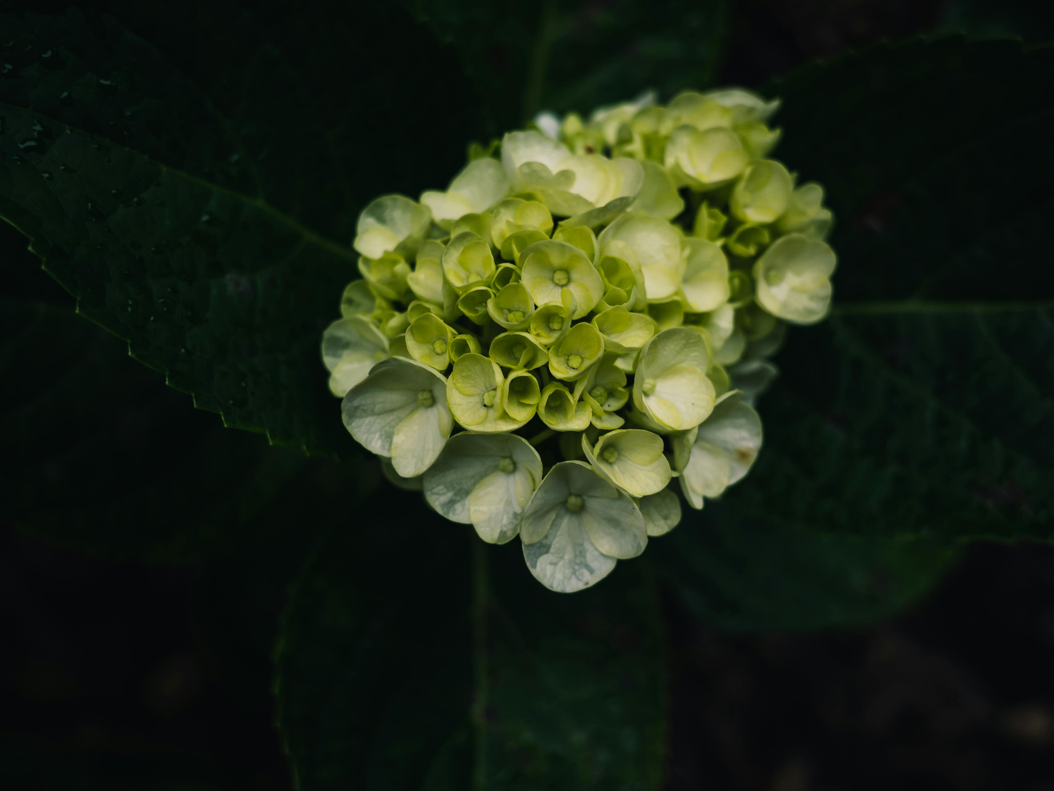 Гортензия Анабель