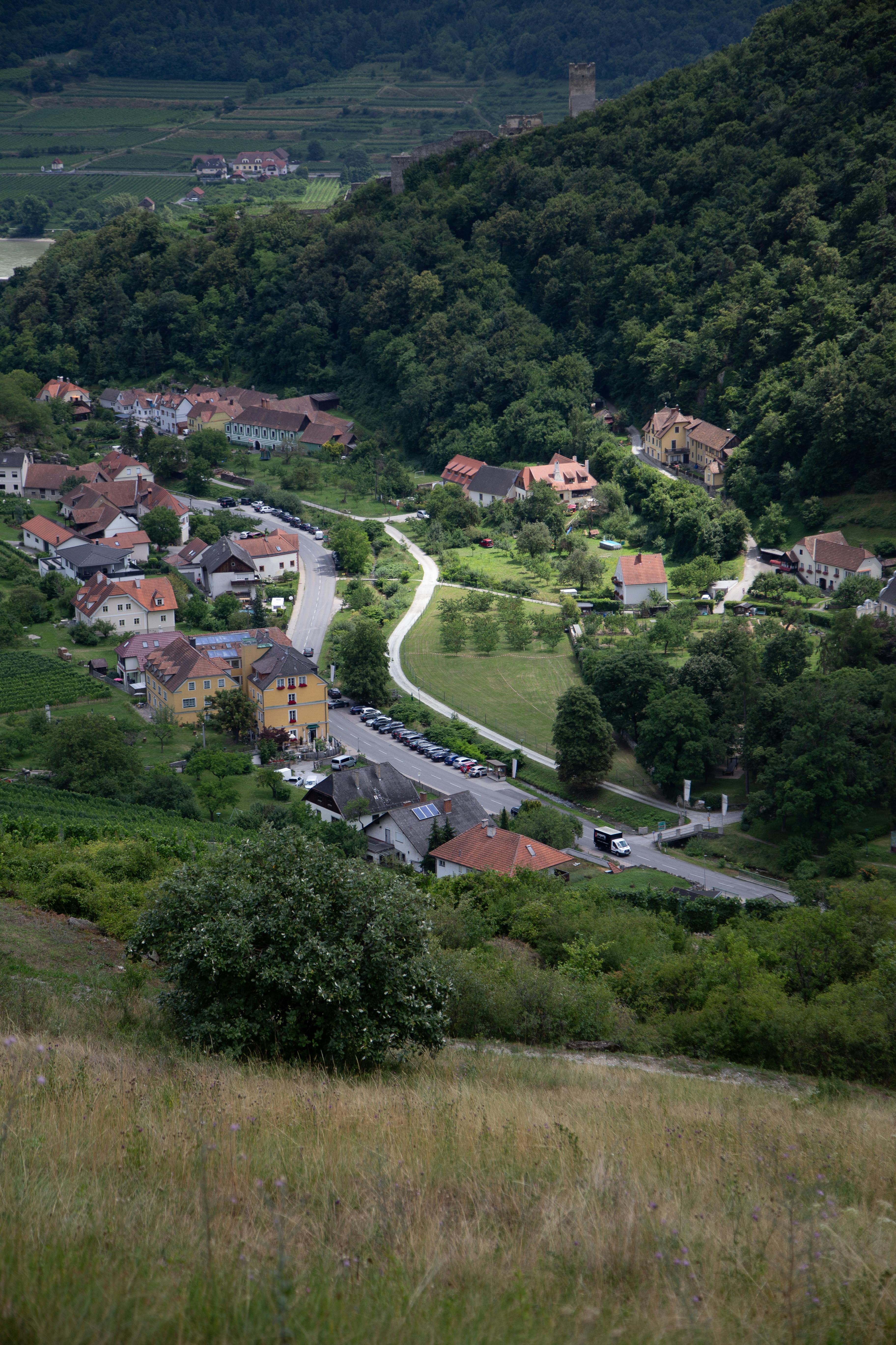 Выращивание винограда