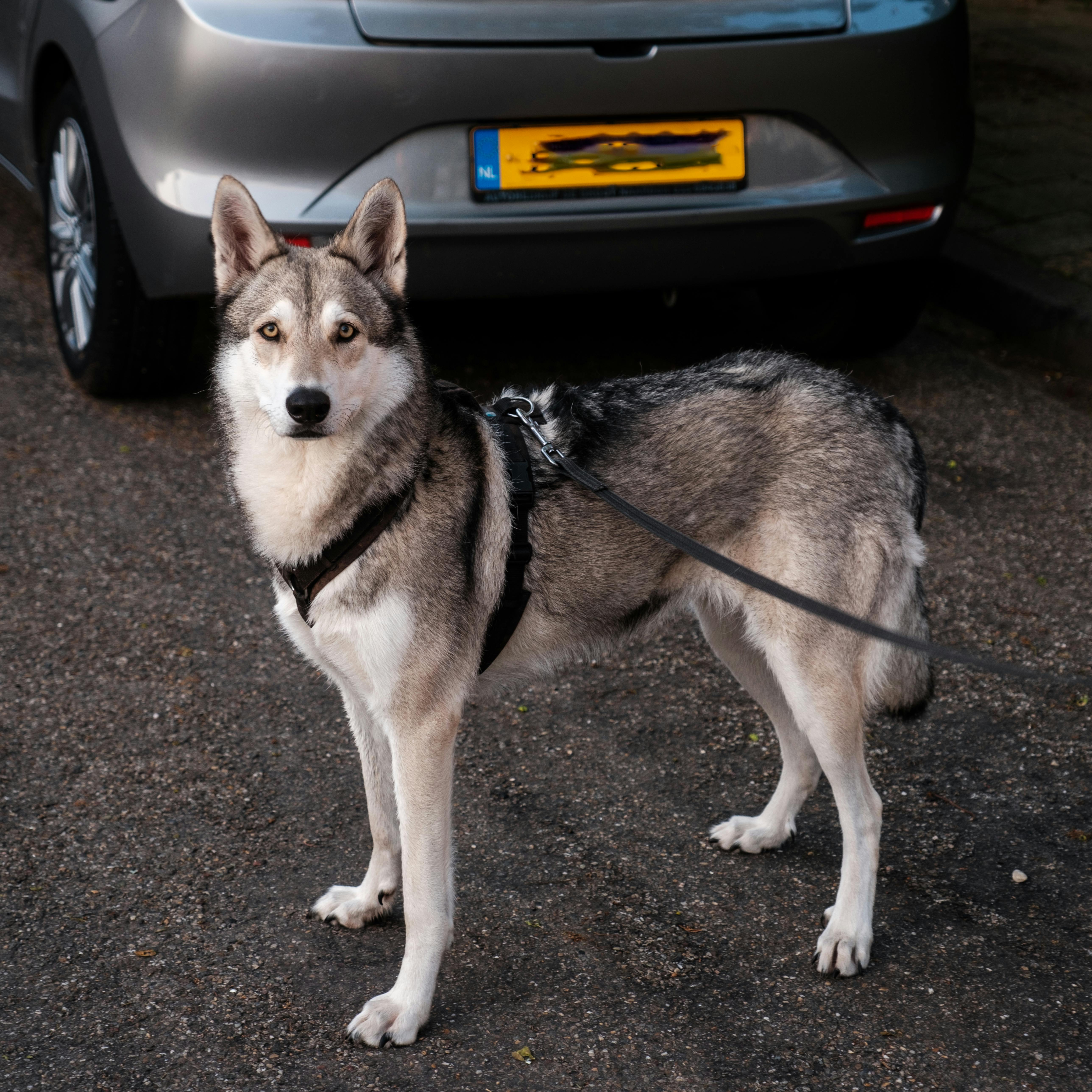 Эпилепсия у собак