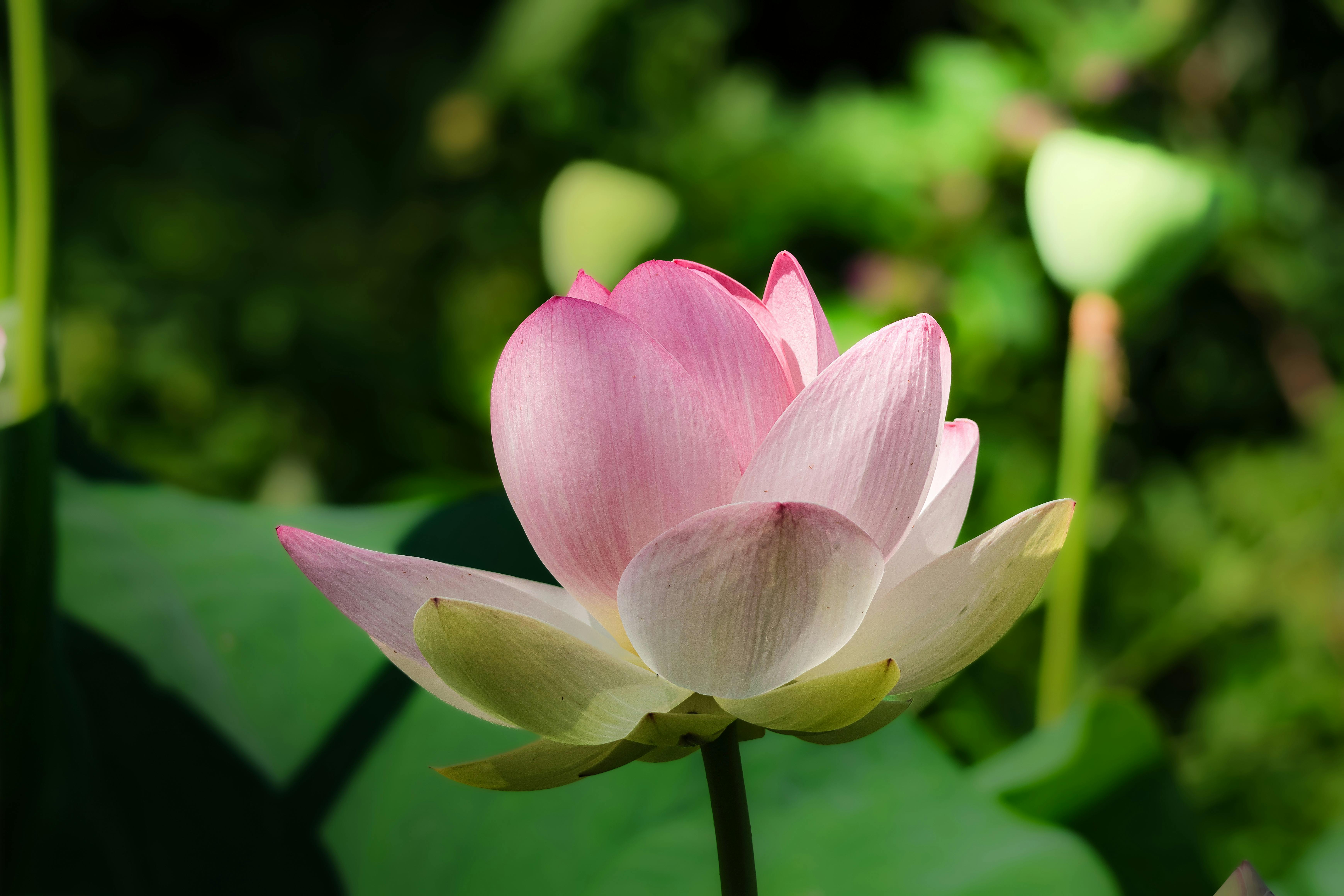 Цветок декабрист